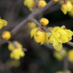 Zimovec včasný (Chimonanthus praecox) výška 20-30 cm, kont.C3L
